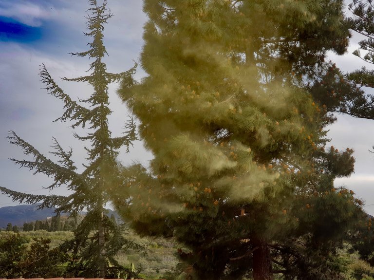 Pinus ed emissione del granulo pollinico